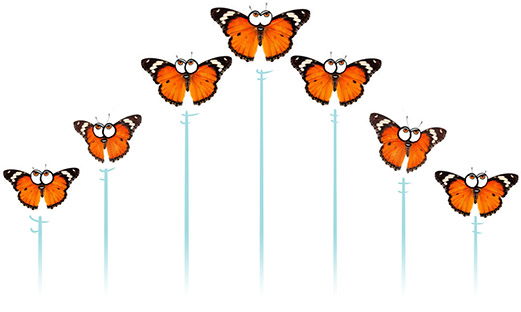 papillons en formation